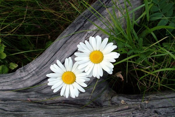 Schöne Blumen in der Natur, die blühen