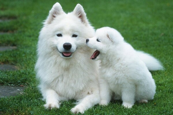 Cute dogs with white fur