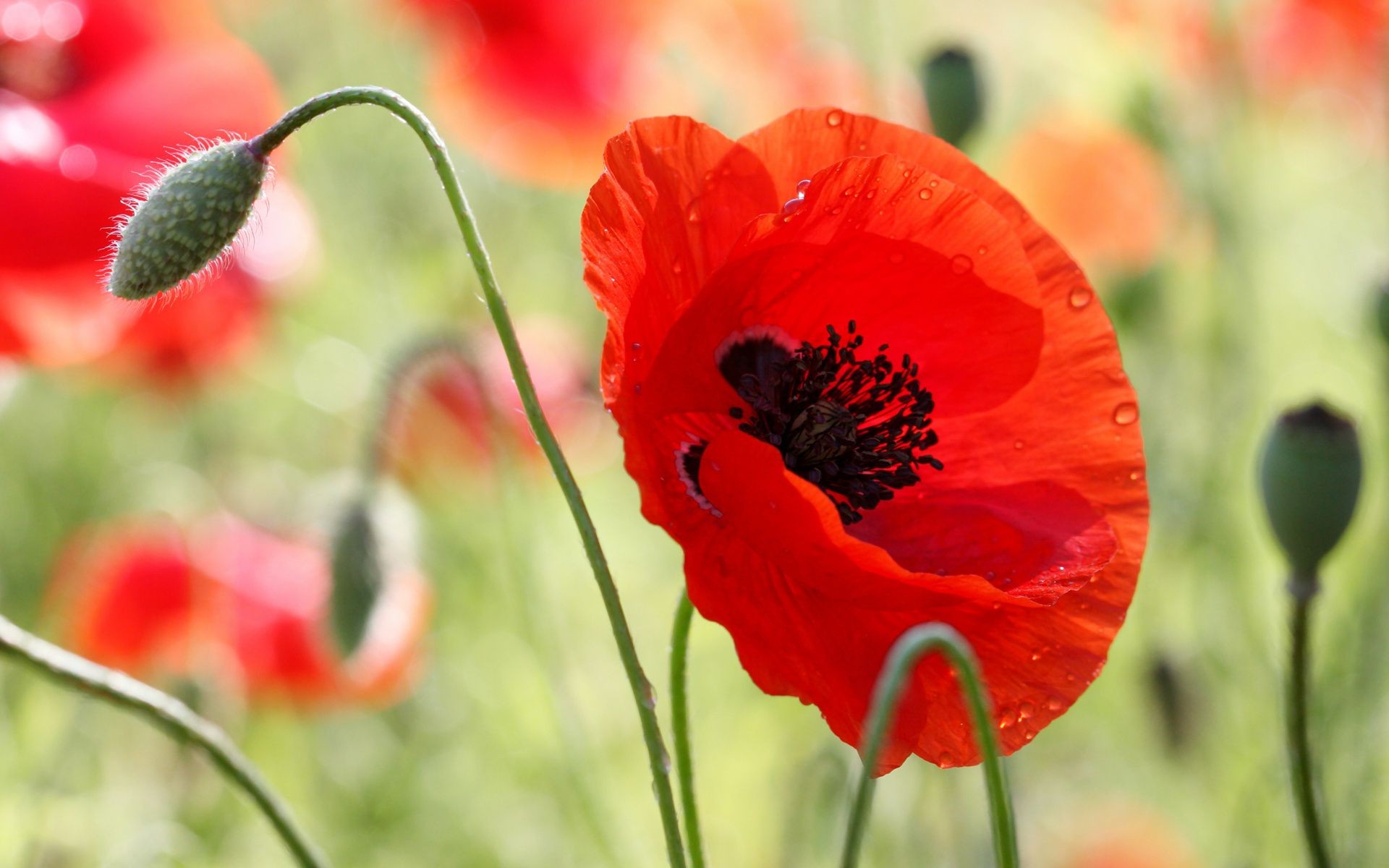 fleurs poppy nature fleur été flore champ jardin feuille opium sauvage lumineux bluming pétale couleur floral foin à l extérieur rural luze