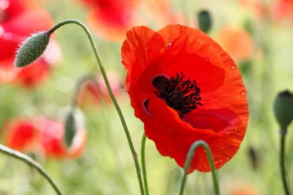 Champ de coquelicots. Fleurs d été