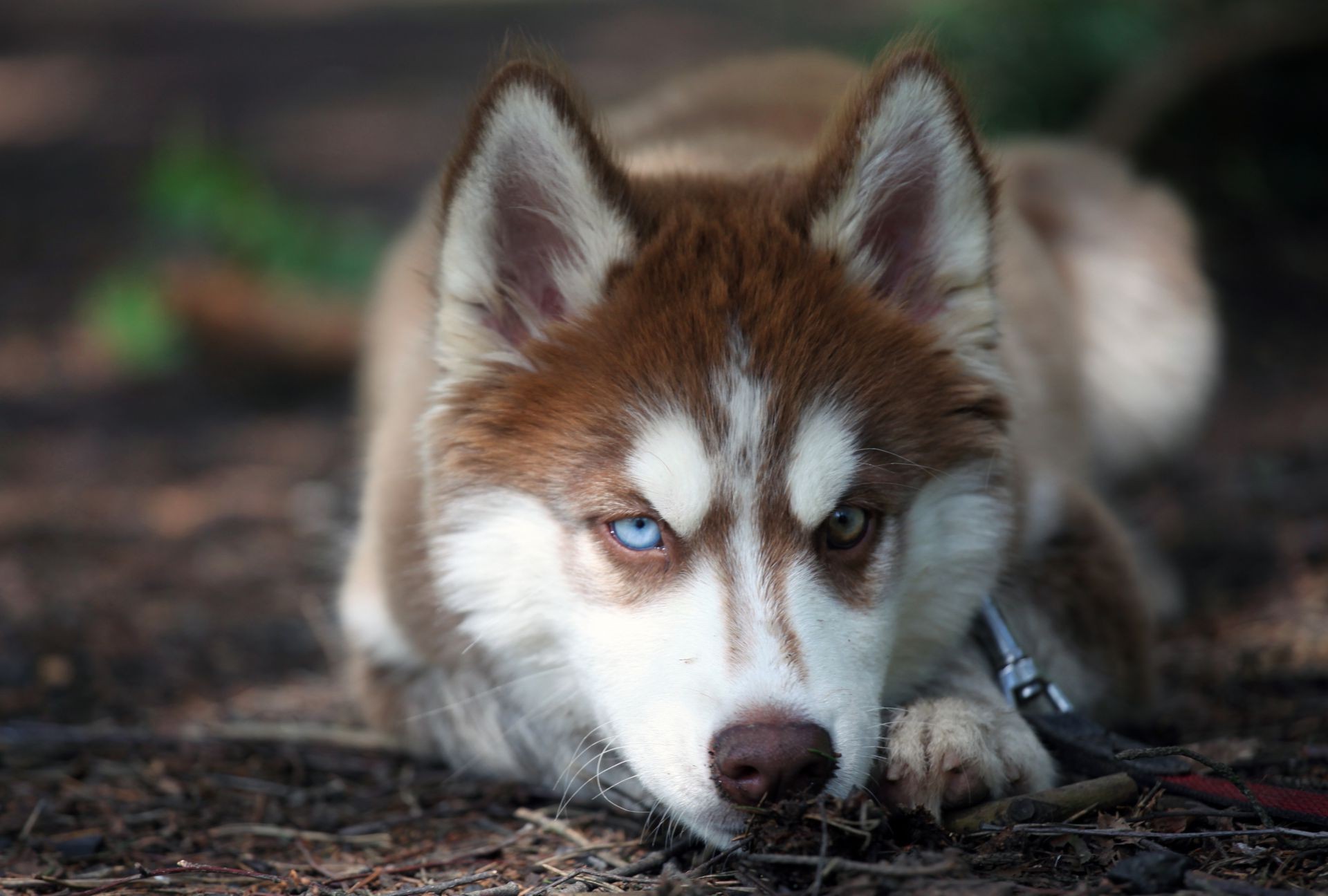 chien mammifère chien cynologue portrait mignon bois animal