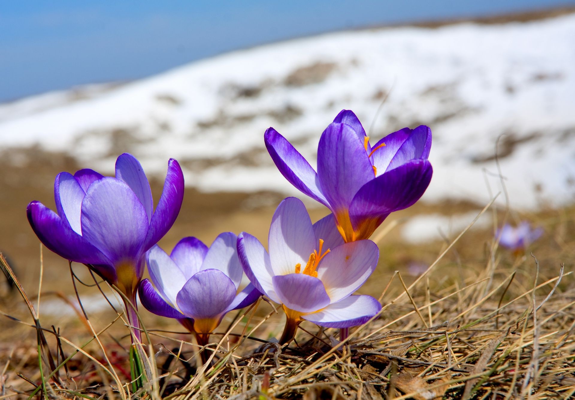 fiori natura fiore flora erba croco fioritura all aperto parco stagione estate colore bella foglia floreale zafferano bel tempo fieno giardino selvaggio