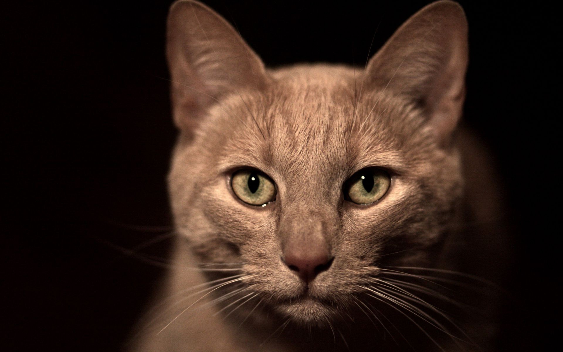 katze katze porträt auge haustier tier niedlich kätzchen säugetier inländische ein fell junge haare studio