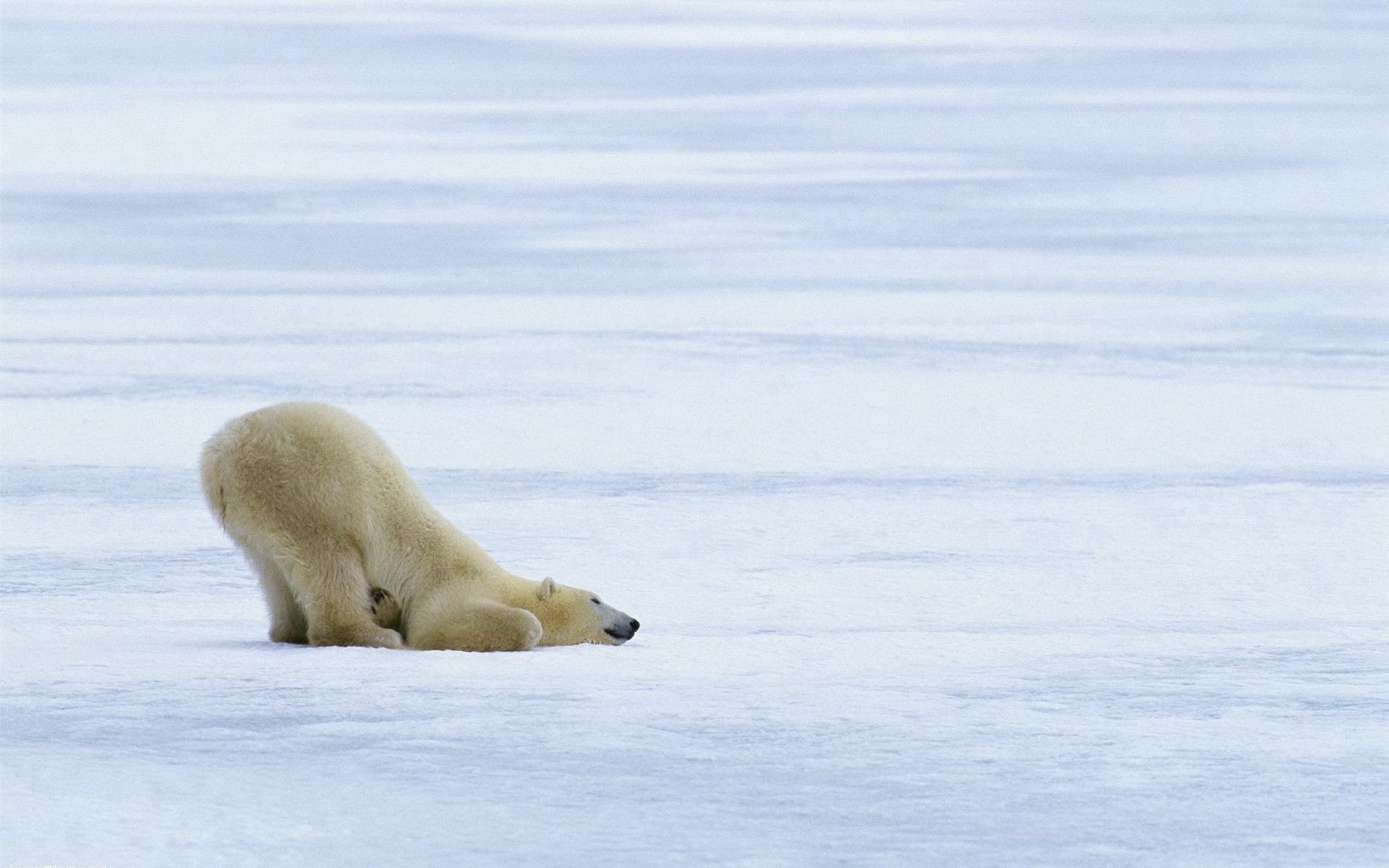 bears snow winter frosty ice cold mammal water wildlife polar tundra outdoors daylight frozen nature
