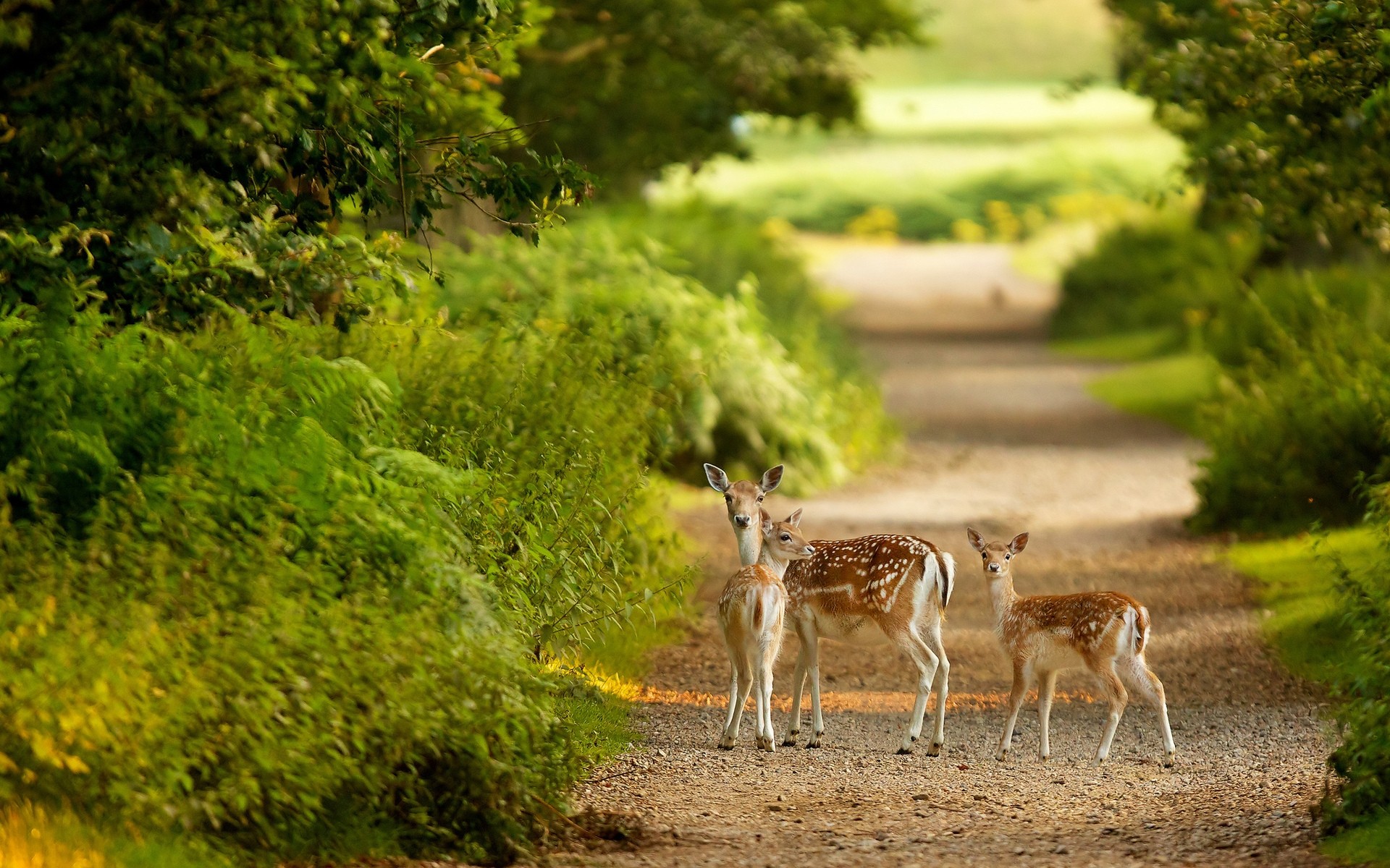 animali all aperto erba natura cervo legno mammifero selvaggio estate fauna selvatica cervi svegli cervi rossi sfondo paesaggio