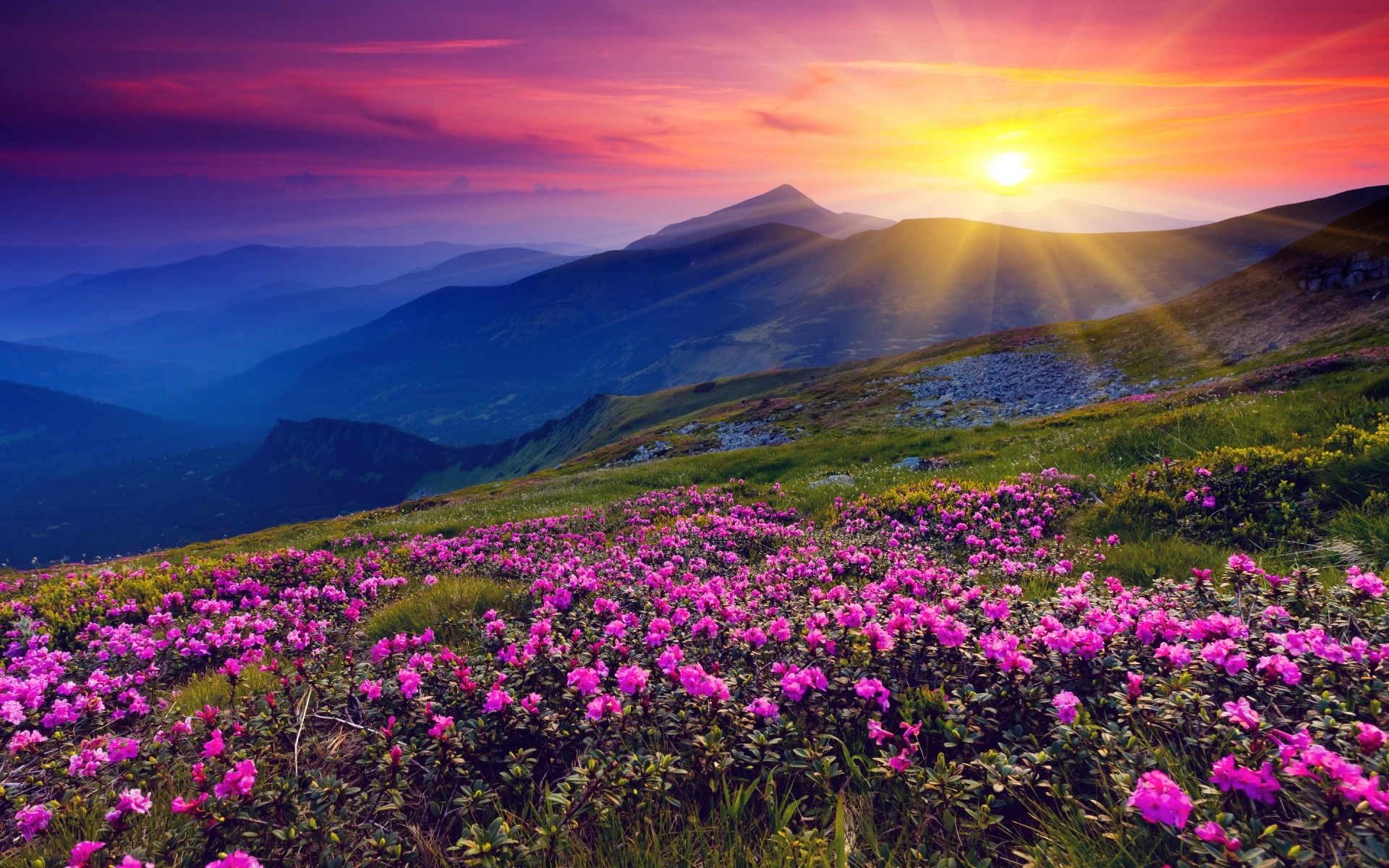 风景 景观 山 自然 花 户外 旅游 天空 干草制作 日出 风景 日落 牧场 草 野生 太阳 太阳的角度 日落景观