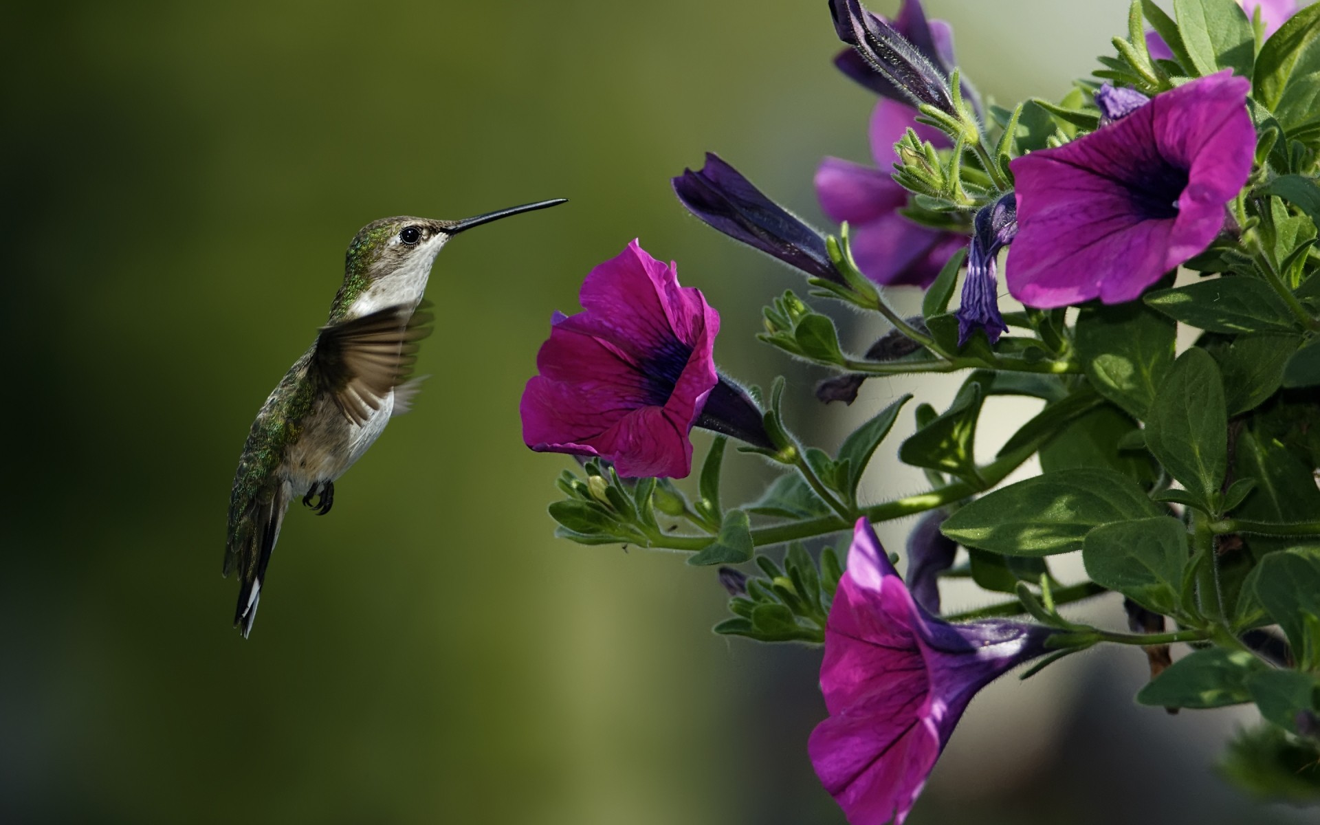 birds flower nature flora leaf garden summer outdoors color close-up background purple flowers