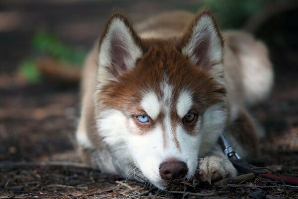 Husky com olhos coloridos marrom