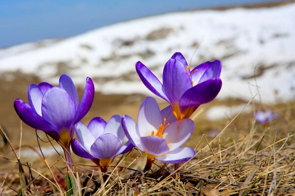 Les perce-neige fleurissent d abord au printemps