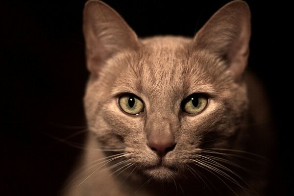 Portrait d un chat adulte roux