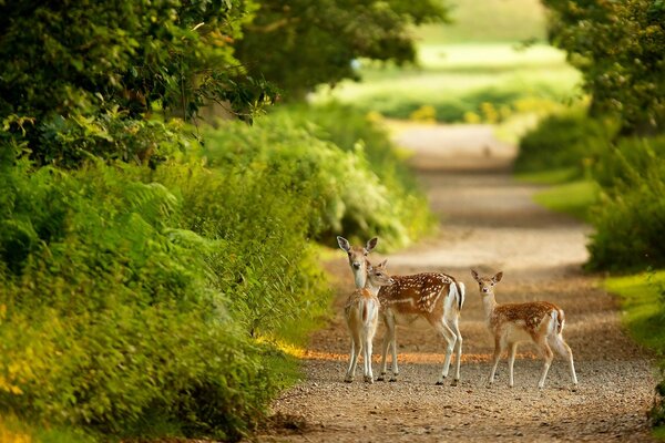 Wild deer on the grass