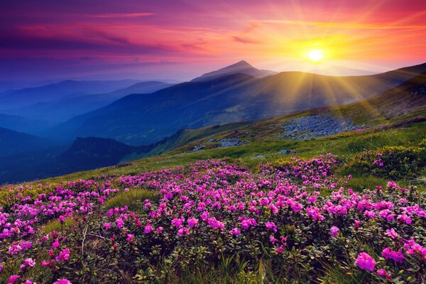 Paesaggio di montagna, fiori meravigliosi