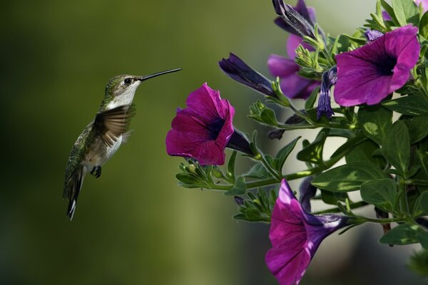 The smallest bird near the flower