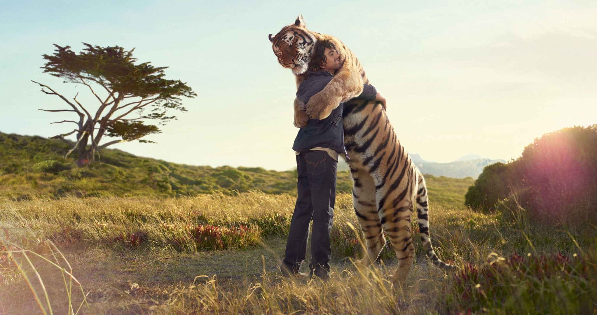 tigri mammifero natura all aperto erba fauna selvatica da solo safari paesaggio cielo viaggi pascolo