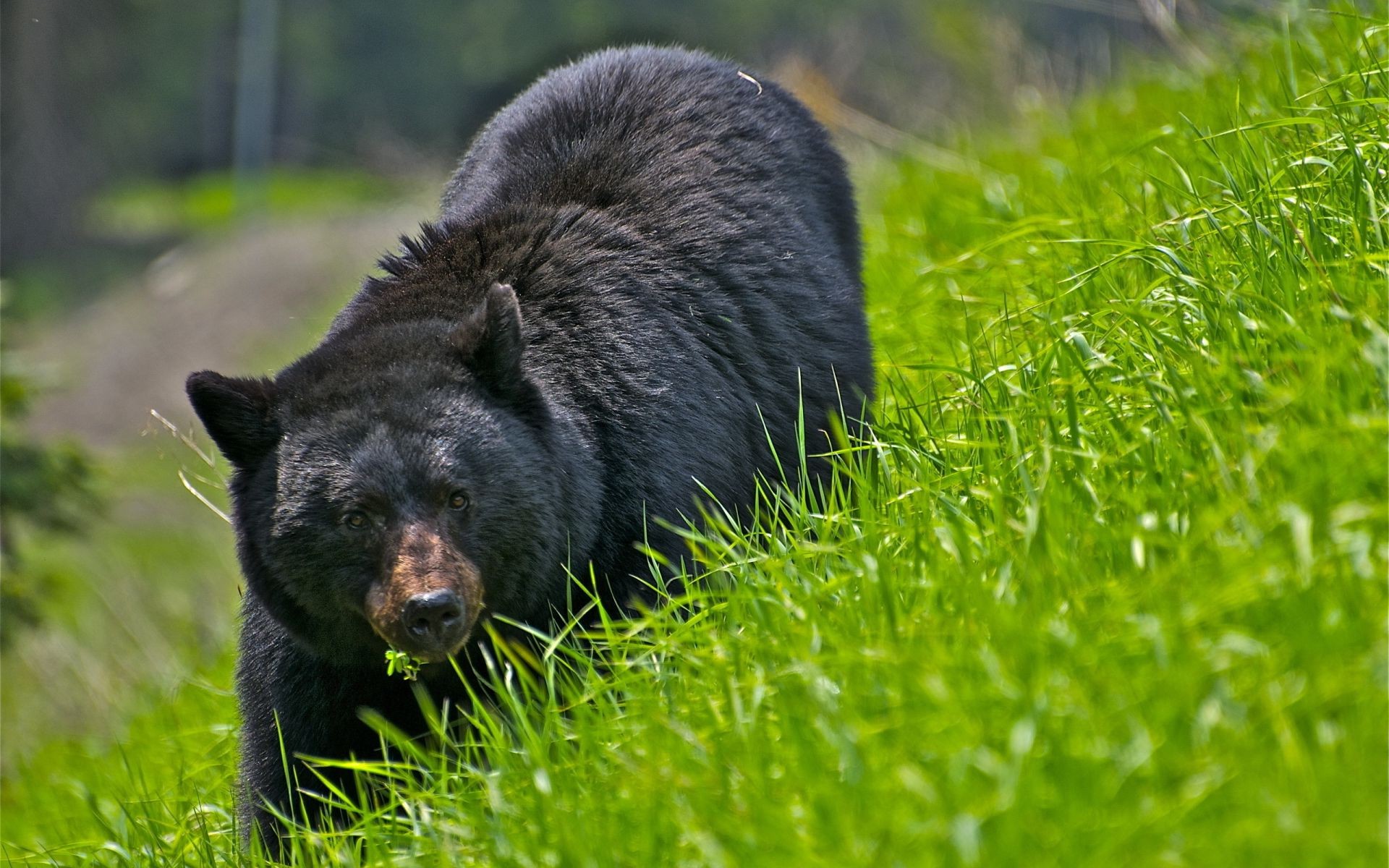 bears grass mammal nature wildlife outdoors fur