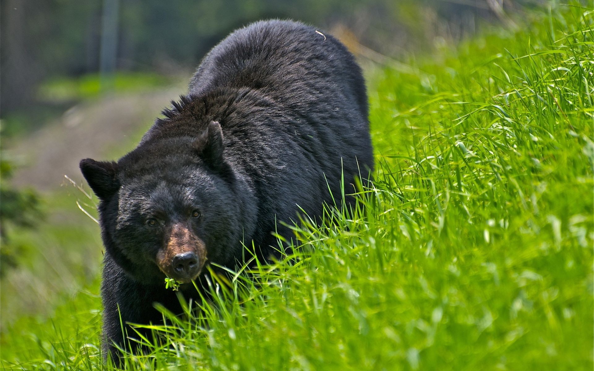 osos hierba mamífero naturaleza vida silvestre al aire libre pelaje