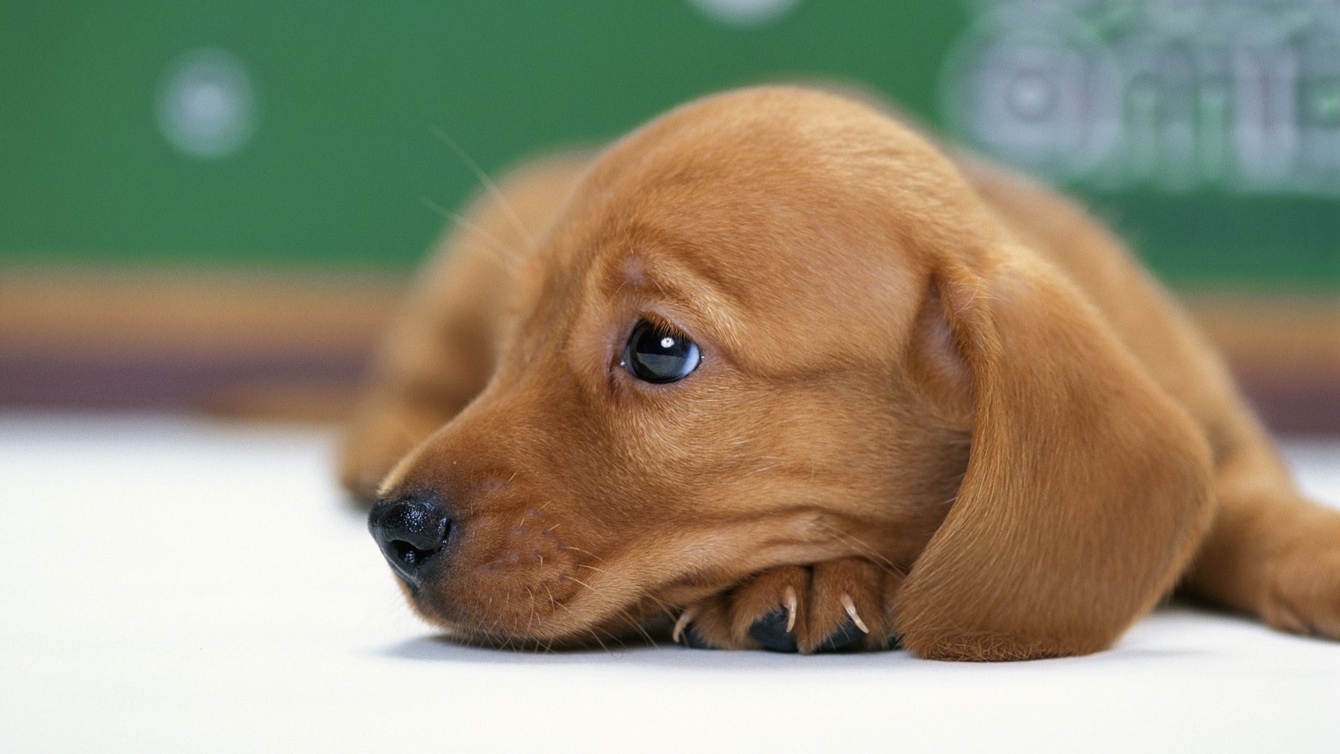 hunde hund haustier niedlich hundeführer säugetier welpe wenig porträt ansicht tier sitzen drinnen dackel miniatur retriever rasse