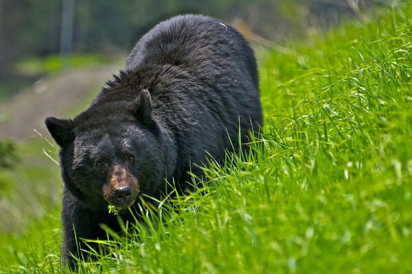 A black bear walks on the grass