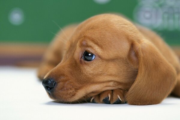 The dog is lying on a green background