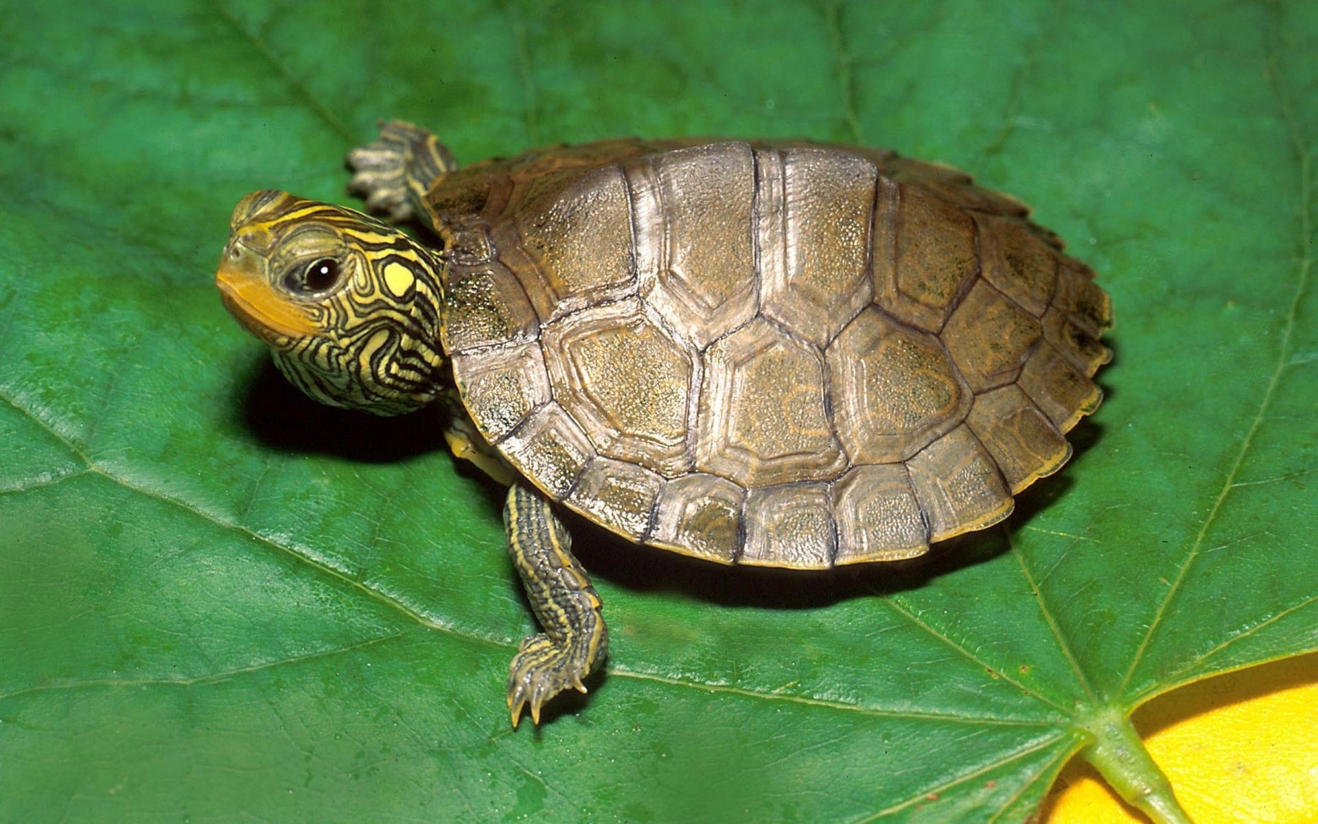 animais tartaruga tartaruga réptil concha lento natureza vida selvagem skidder escudo armadura animal de estimação animal anfíbio sozinho proteção paciência ambiente padrão