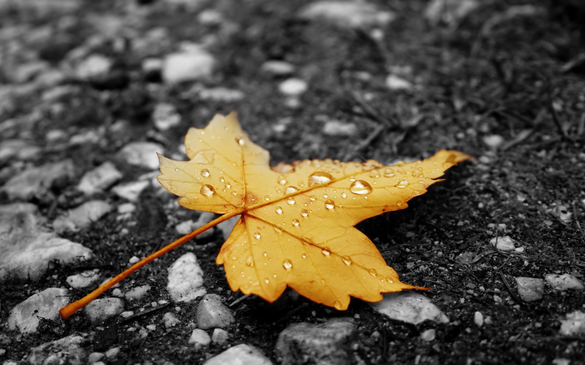 leaves leaf nature fall outdoors wet ground rain flora