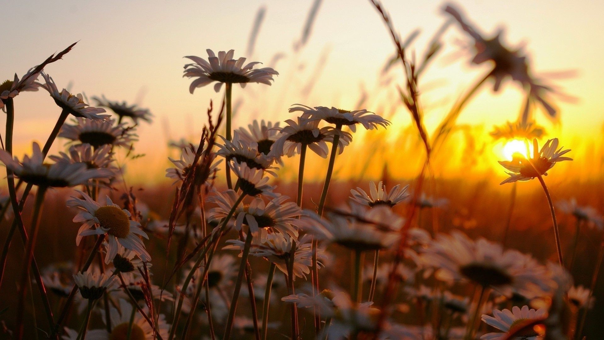 margherite natura sole estate bel tempo fiore autunno foglia all aperto flora erba