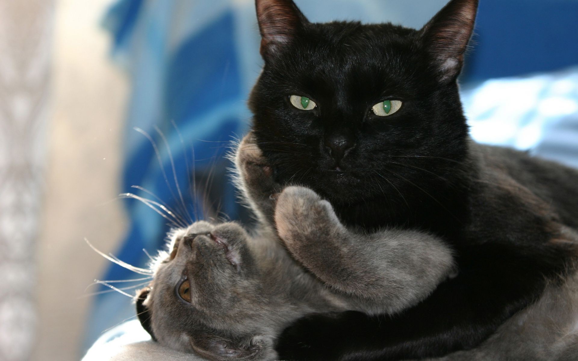 katze katze porträt haustier niedlich tier säugetier auge fell kätzchen inländische ansicht schnurrbart ein haar flaumig junge