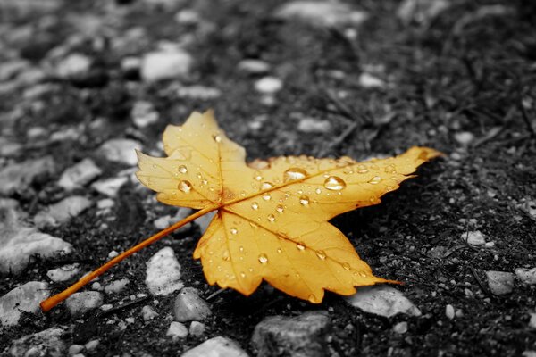 Herbst Blatt Tropfen gelb