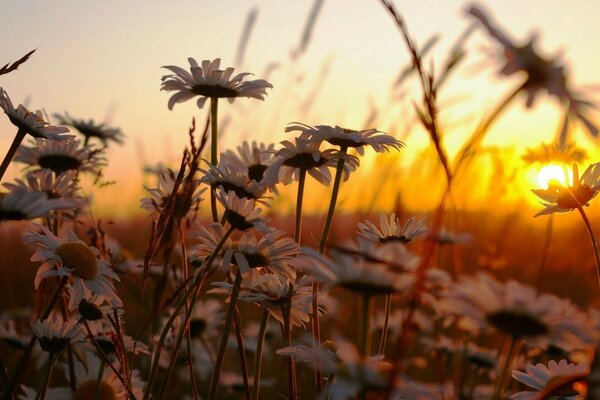 Campo di camomilla ai raggi del tramonto