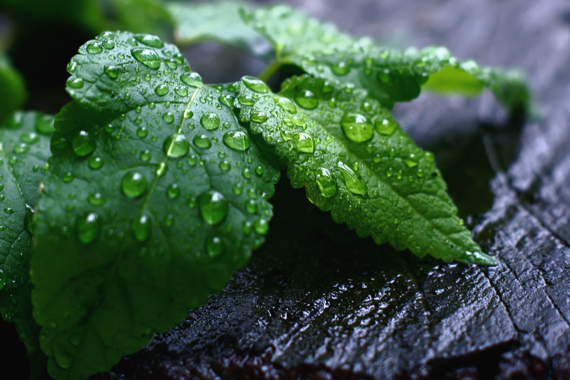 folioles feuille flore pluie chute nature rosée croissance humide jardin environnement fraîcheur eau gros plan gouttes