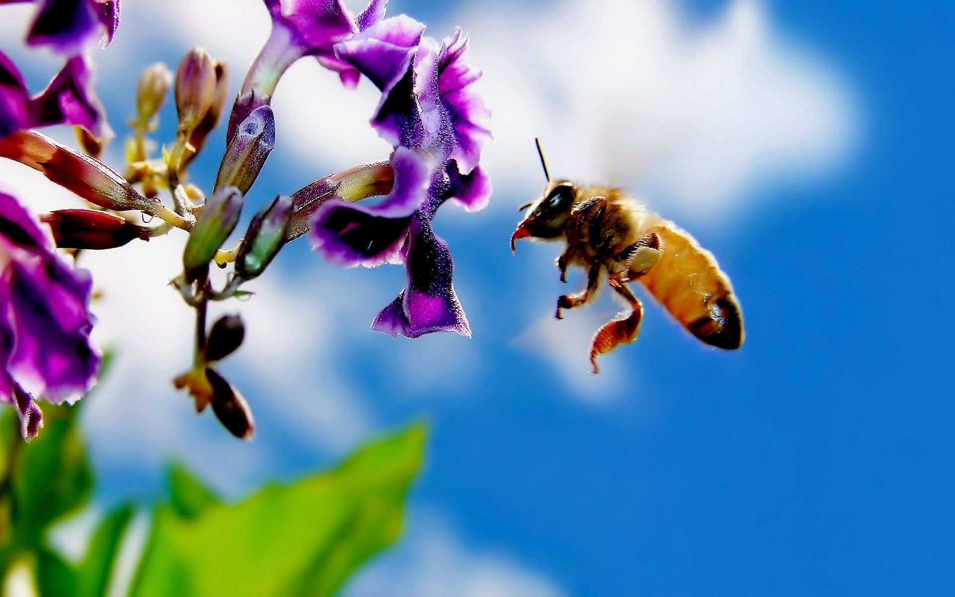 animali ape natura insetto fiore miele polline all aperto impollinazione estate flora vespa api calabrone foglia sfocatura giardino selvaggio nettare bel tempo