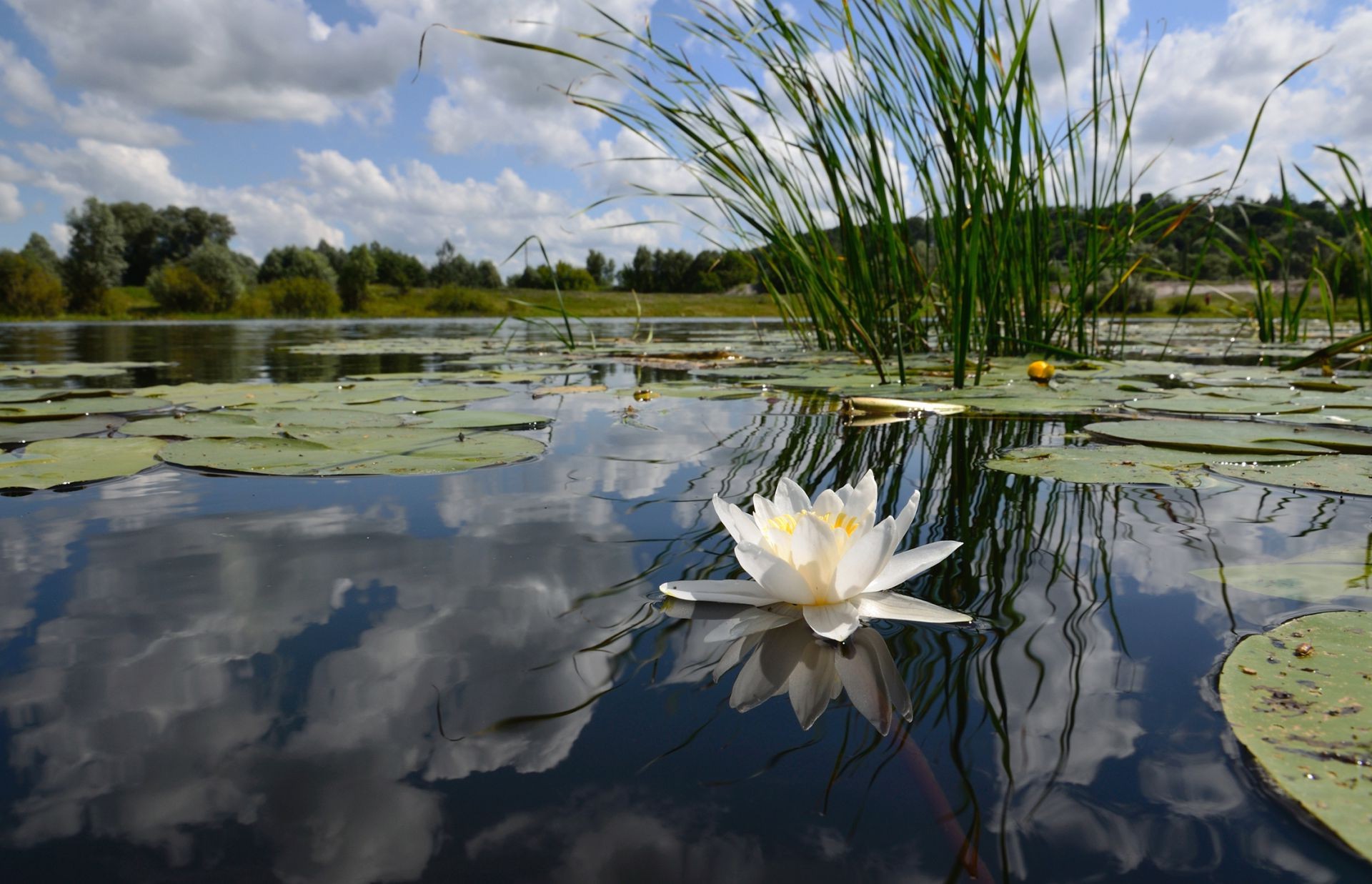 rios lagoas e córregos lagoas e córregos piscina lago água reflexão natureza flor lótus paisagem lily folha verão ao ar livre flora ambiente mundo bela parque