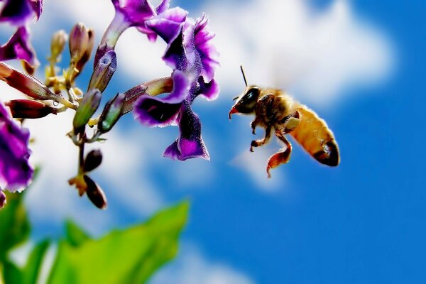 Extraction du nectar d une abeille dans la nature