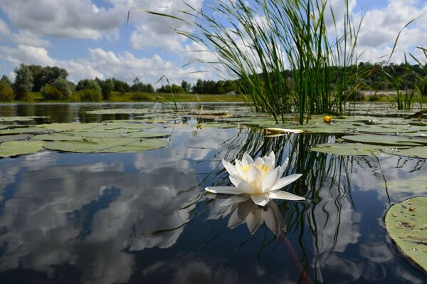 A white flower on the surface of the water
