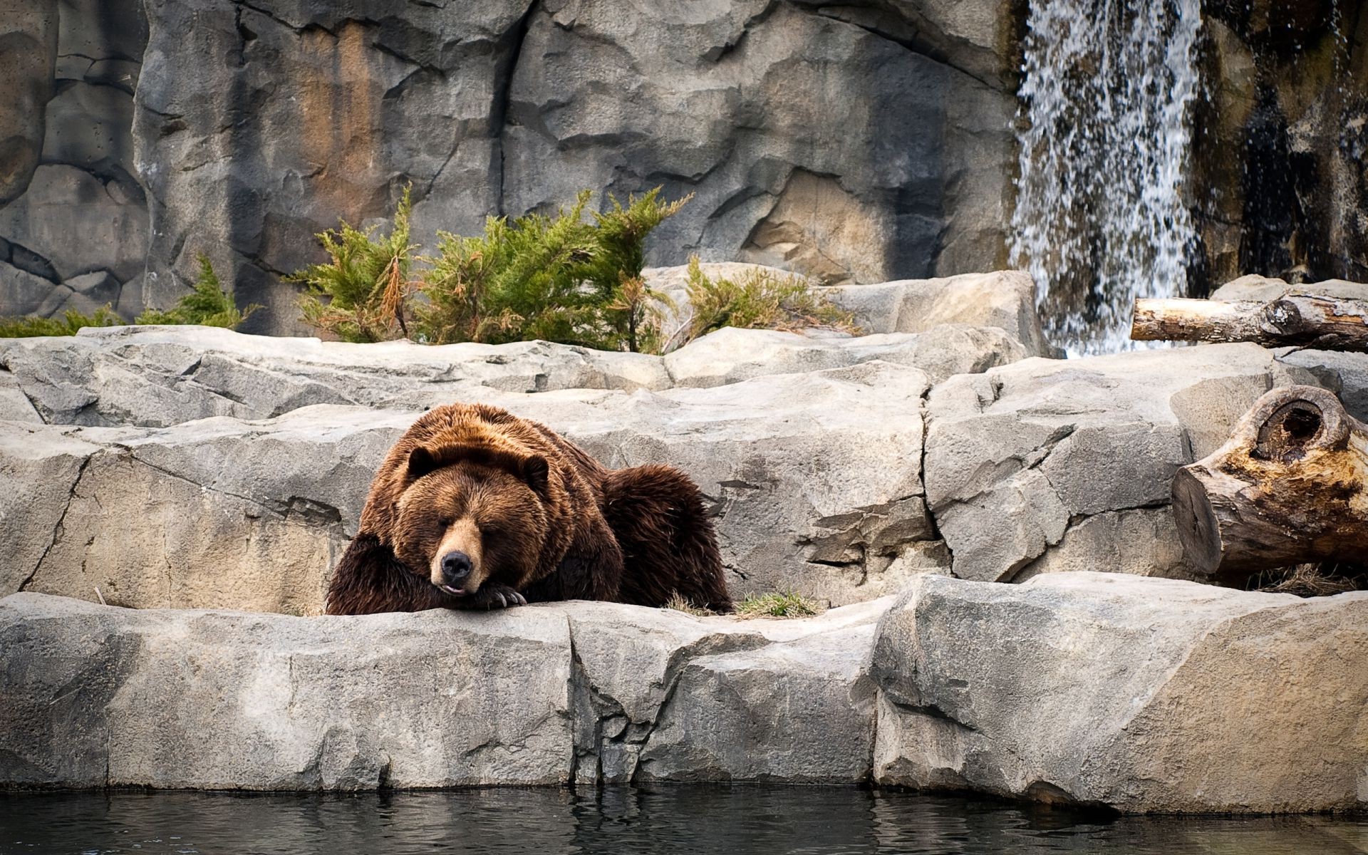 bears water mammal nature wildlife rock outdoors wild
