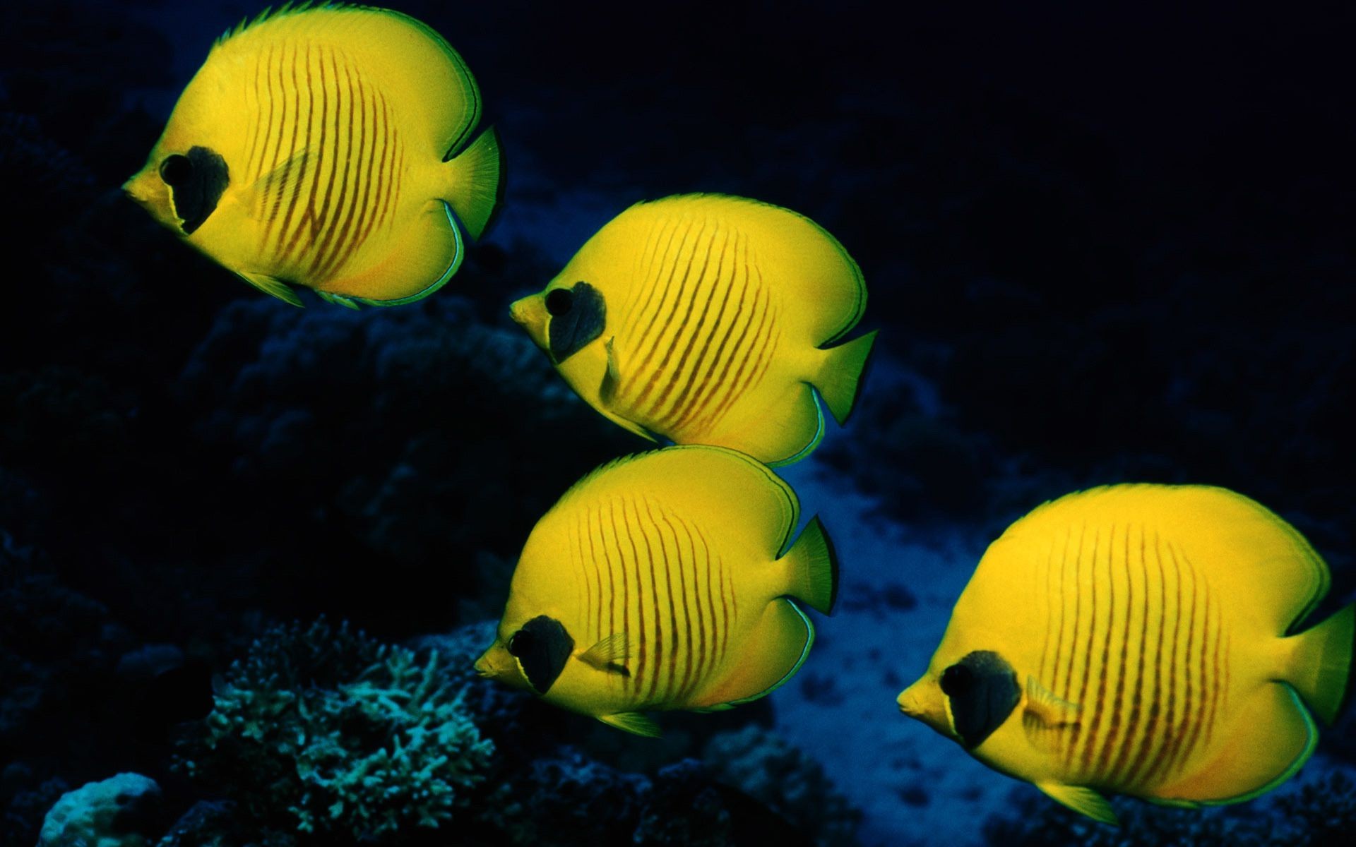 animaux sous-marin tropical loisirs un loisirs eau nature à l extérieur couleur océan balle panaché natation deux