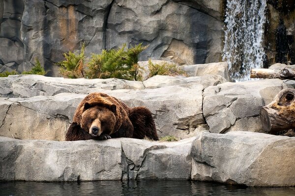 El oso se acostó tan bien en las rocas protege el agua chtoli