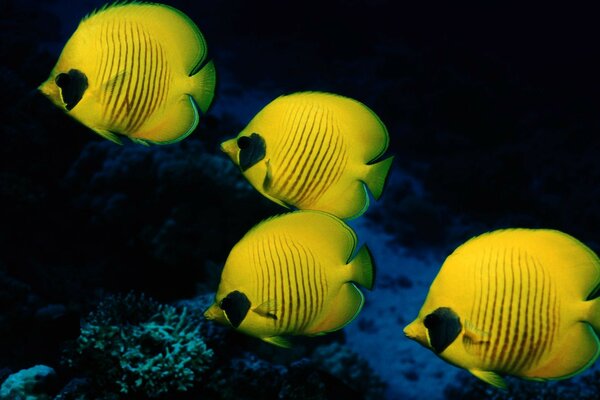 Yellow fish underwater world