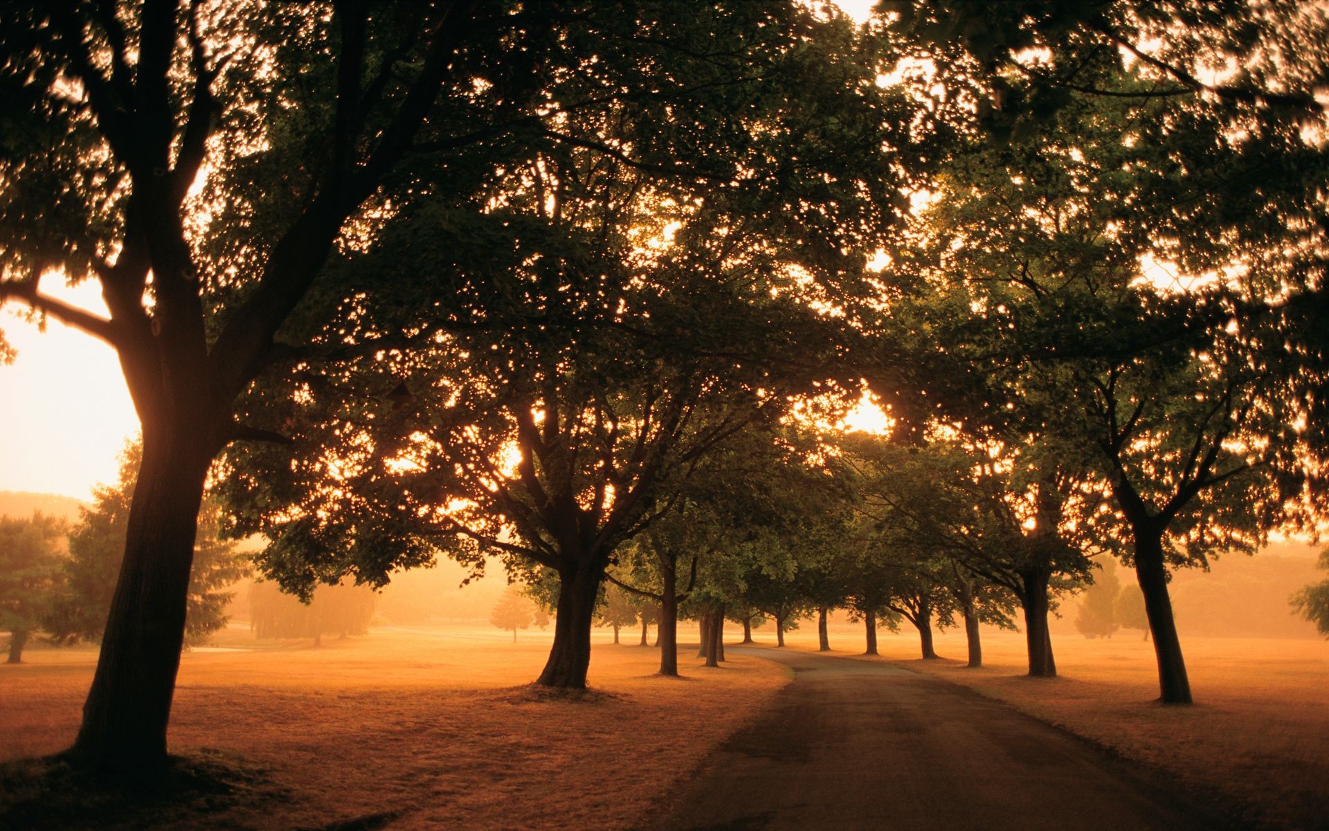 estradas árvore amanhecer sol pôr do sol paisagem iluminado à noite natureza bom tempo ao ar livre outono luz névoa inverno silhueta parque