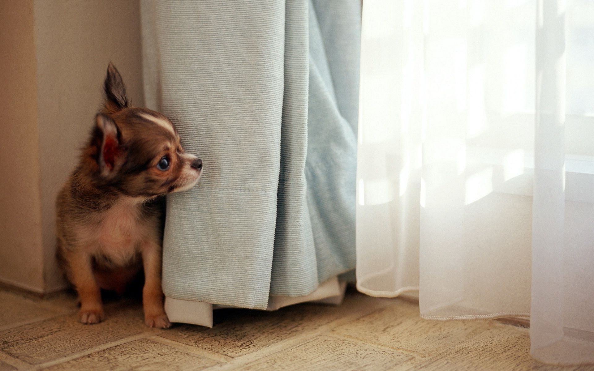 chien pet chien à l intérieur domestique s asseoir mignon mammifère animal famille portrait chambre drôle cynologue