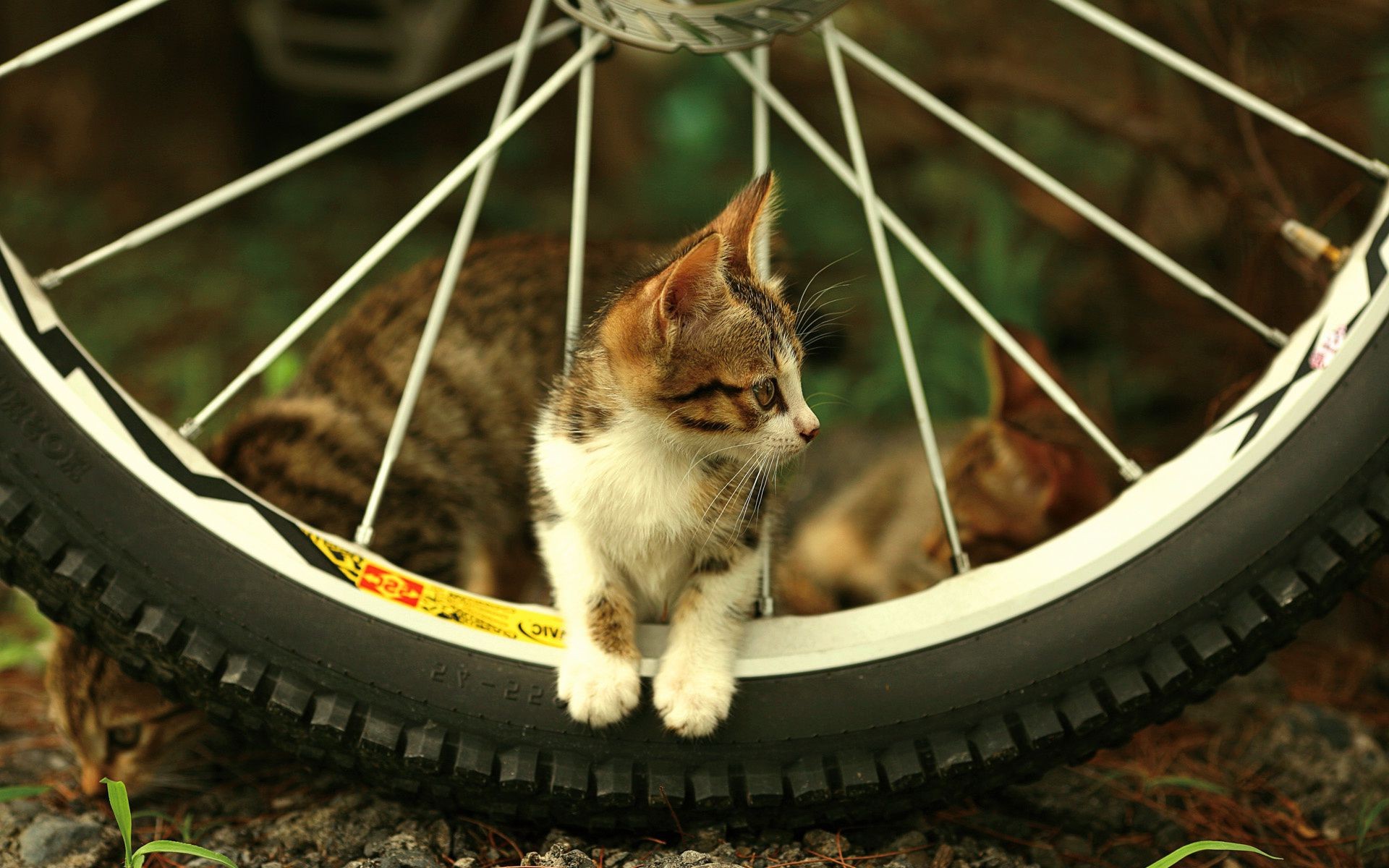 gatos lindo pequeño gato retrato mamífero