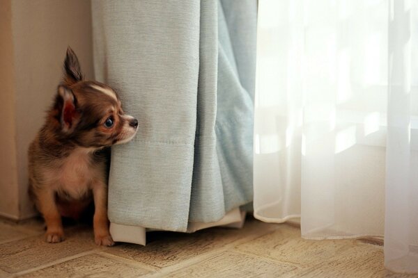 Cute puppy inquisitive and cute