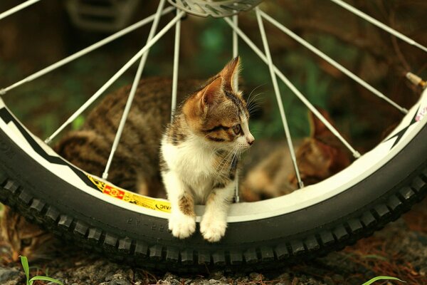 Chats mignons vivent dans le village de vacances avec leurs amis