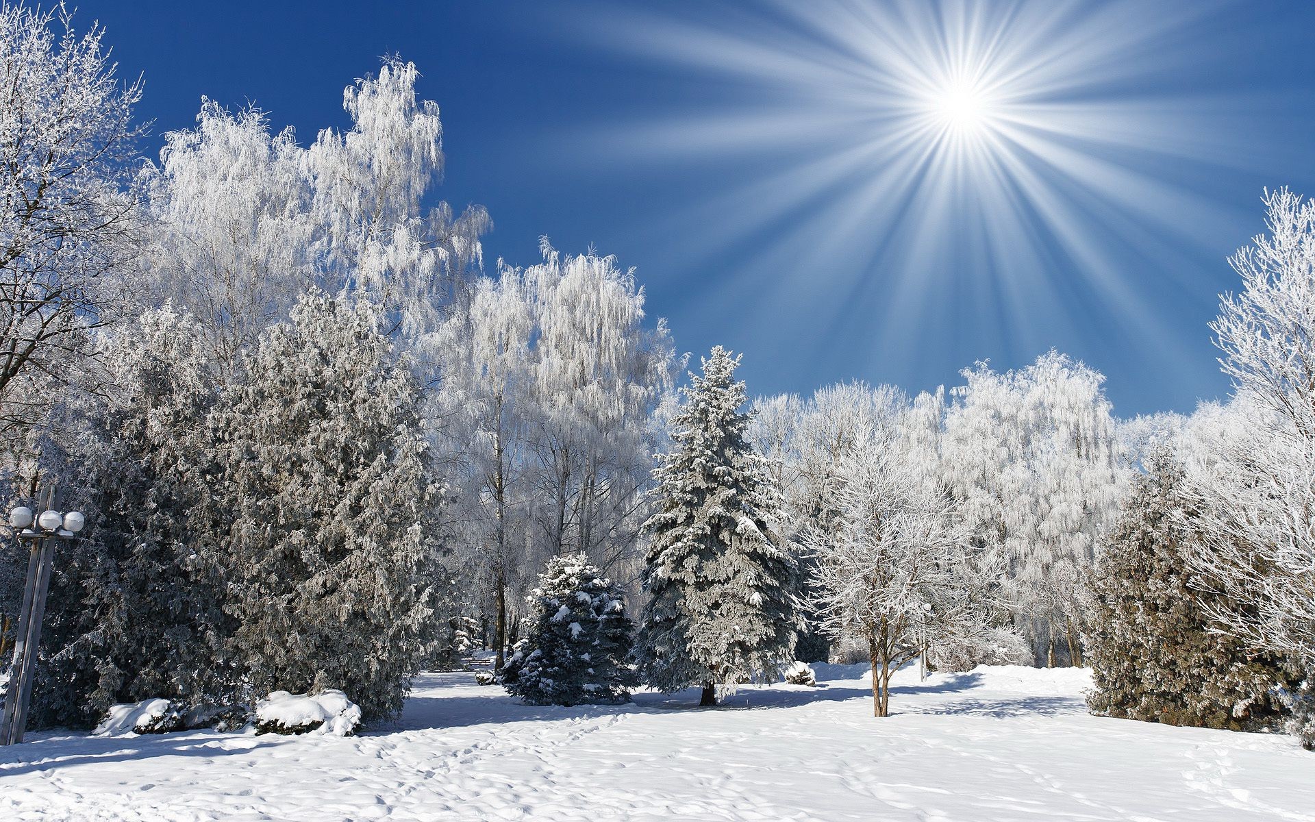 invierno nieve escarcha frío congelado hielo tiempo temporada madera navidad árbol buen tiempo tormenta de nieve blanco como la nieve escarcha paisaje nevado brillante