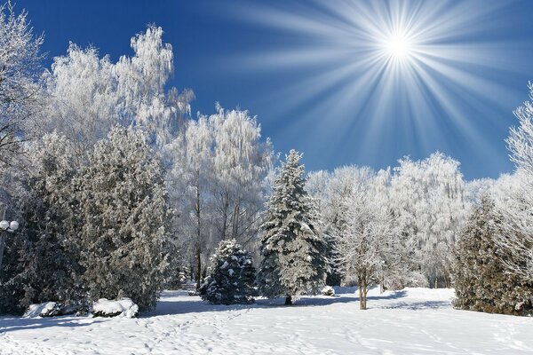 Hiver froid avec des arbres congelés