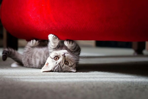 Gatinho bonito puxa sofá vermelho