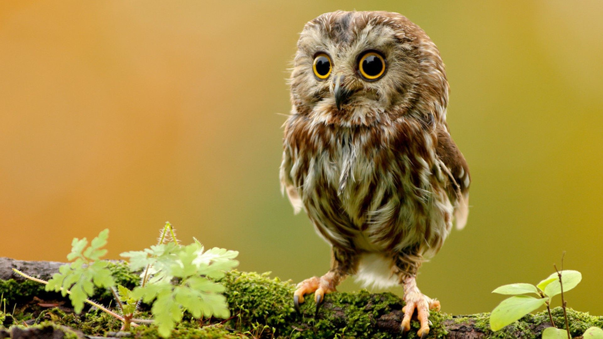 animaux faune nature oiseau animal sauvage hibou à l extérieur petit