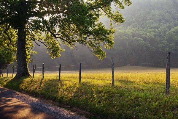 A tree on the background of a field and a fence