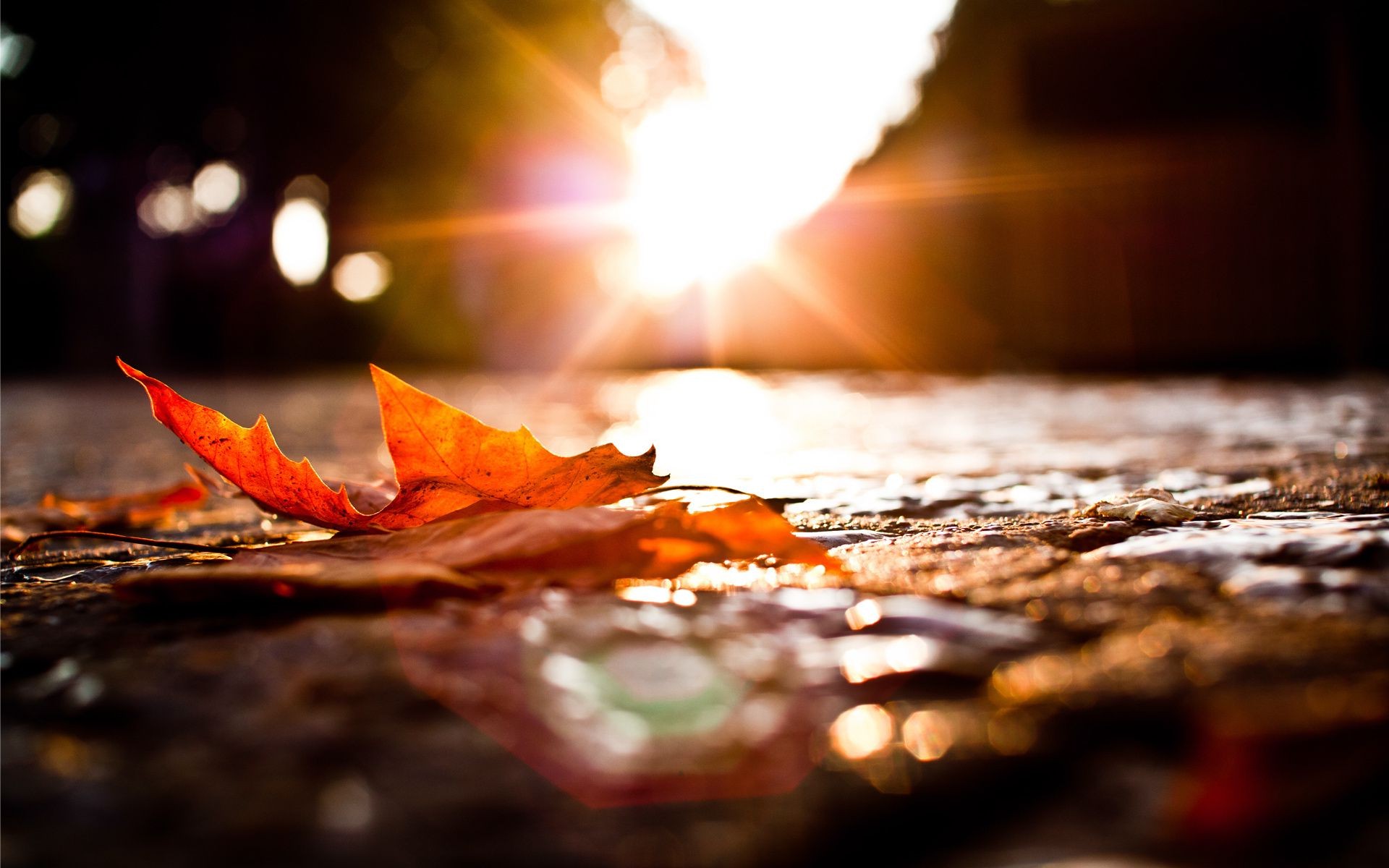 leaves flame blur hot fall smoke sunset still life food light nature sun