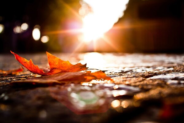 Feuille d automne floue sur la route